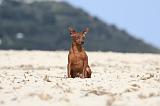 PINSCHER NAIN 057